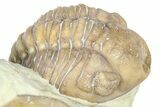 Enrolled Kainops Trilobite - Black Cat Mountain, Oklahoma #362989-3